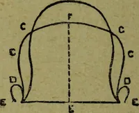 An illustration from How to read heads, or, Practical lessons on the application of phrenology to the reading of character / by James Coates. (1891)