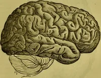 Picture 6 of 41 from Orthodox phrenology / by A.L. Vago. (1871), leaf 21