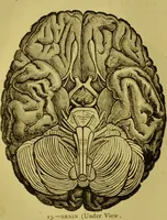 An illustration from Orthodox phrenology / by A.L. Vago. (1871)