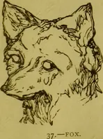 Picture 21 of 41 from Orthodox phrenology / by A.L. Vago. (1871), leaf 53