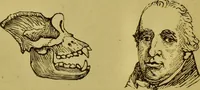 An illustration from Orthodox phrenology / by A.L. Vago. (1871)