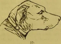 An illustration from Orthodox phrenology / by A.L. Vago. (1871)