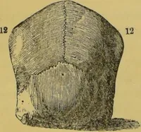 An illustration from Elements of phrenology / by George Combe. (1855)