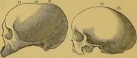 An illustration from Elements of phrenology / by George Combe. (1855)