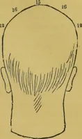 An illustration from Elements of phrenology / by George Combe. (1855)
