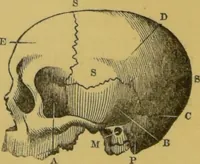 An illustration from Elements of phrenology / by George Combe. (1855)