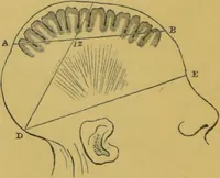 Picture 7 of 46 from Elements of phrenology / by George Combe. (1855), leaf 56
