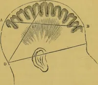 Picture 8 of 46 from Elements of phrenology / by George Combe. (1855), leaf 57