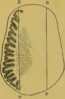 An illustration from Elements of phrenology / by George Combe. (1855)