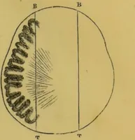 Picture 10 of 46 from Elements of phrenology / by George Combe. (1855), leaf 59