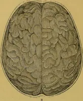 Picture 11 of 46 from Elements of phrenology / by George Combe. (1855), leaf 60