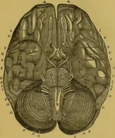 Picture 12 of 46 from Elements of phrenology / by George Combe. (1855), leaf 61
