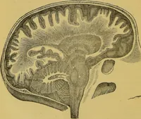 Picture 14 of 46 from Elements of phrenology / by George Combe. (1855), leaf 66