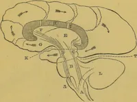 Picture 15 of 46 from Elements of phrenology / by George Combe. (1855), leaf 67
