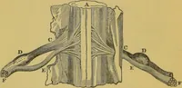 Picture 16 of 46 from Elements of phrenology / by George Combe. (1855), leaf 68
