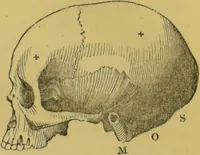 An illustration from Elements of phrenology / by George Combe. (1855)