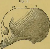 An illustration from Elements of phrenology / by George Combe. (1855)