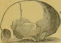 Picture 21 of 46 from Elements of phrenology / by George Combe. (1855), leaf 83