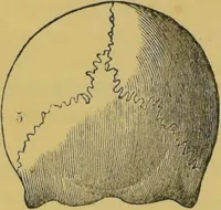 Picture 23 of 46 from Elements of phrenology / by George Combe. (1855), leaf 88