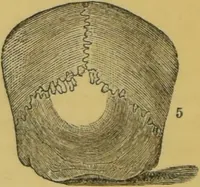 An illustration from Elements of phrenology / by George Combe. (1855)