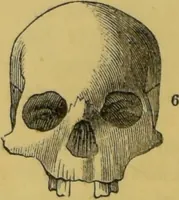 An illustration from Elements of phrenology / by George Combe. (1855)