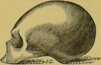 An illustration from Elements of phrenology / by George Combe. (1855)