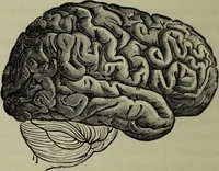 An illustration from Phrenology vindicated : being a reply to the article by Dr Andrew Wilson, entitled "The old phrenology and the new", which appeared in "The gentleman's magazine", January, 1879 / by A.L. Vago. (1879)
