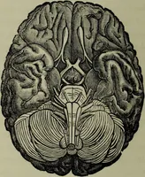 An illustration from Phrenology vindicated : being a reply to the article by Dr Andrew Wilson, entitled "The old phrenology and the new", which appeared in "The gentleman's magazine", January, 1879 / by A.L. Vago. (1879)