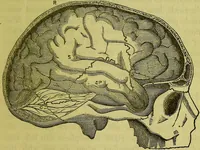 Picture 5 of 21 from A manual of phrenology : designed for the use of teachers, students, and others / by Alfred T. Story. (1880), leaf 35