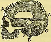 An illustration from A manual of phrenology : designed for the use of teachers, students, and others / by Alfred T. Story. (1880)