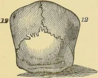 An illustration from Lectures on phrenology / by George Combe ; including its application to the present and prospective condition of the United States, with notes, an introductory essay, and a historical sketch by Andrew Boardman. (1889)