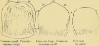 An illustration from Lectures on phrenology / by George Combe ; including its application to the present and prospective condition of the United States, with notes, an introductory essay, and a historical sketch by Andrew Boardman. (1889)