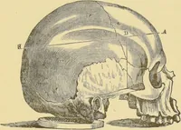 An illustration from Lectures on phrenology / by George Combe ; including its application to the present and prospective condition of the United States, with notes, an introductory essay, and a historical sketch by Andrew Boardman. (1889)