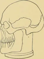 An illustration from Lectures on phrenology / by George Combe ; including its application to the present and prospective condition of the United States, with notes, an introductory essay, and a historical sketch by Andrew Boardman. (1889)