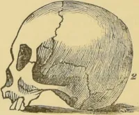 An illustration from Lectures on phrenology / by George Combe ; including its application to the present and prospective condition of the United States, with notes, an introductory essay, and a historical sketch by Andrew Boardman. (1889)