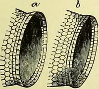 An illustration from The microscope : its history, construction, and application, being a familiar introduction to the use of the instrument, and the study of microscopical science / by Jabez Hogg ; with upwards of five hundred engravings, and coloured illustrations by Tuffen West. (1883)