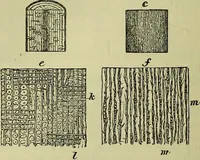 An illustration from The microscope : its history, construction, and application, being a familiar introduction to the use of the instrument, and the study of microscopical science / by Jabez Hogg ; with upwards of five hundred engravings, and coloured illustrations by Tuffen West. (1883)