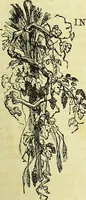 An illustration from The microscope : its history, construction, and application, being a familiar introduction to the use of the instrument, and the study of microscopical science / by Jabez Hogg ; with upwards of five hundred engravings, and coloured illustrations by Tuffen West. (1883)