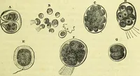 An illustration from The microscope : its history, construction, and application, being a familiar introduction to the use of the instrument, and the study of microscopical science / by Jabez Hogg ; with upwards of five hundred engravings, and coloured illustrations by Tuffen West. (1883)