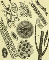 An illustration from The microscope : its history, construction, and application, being a familiar introduction to the use of the instrument, and the study of microscopical science / by Jabez Hogg ; with upwards of five hundred engravings, and coloured illustrations by Tuffen West. (1883)