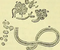 An illustration from The microscope : its history, construction, and application, being a familiar introduction to the use of the instrument, and the study of microscopical science / by Jabez Hogg ; with upwards of five hundred engravings, and coloured illustrations by Tuffen West. (1883)