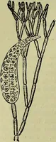 An illustration from The microscope : its history, construction, and application, being a familiar introduction to the use of the instrument, and the study of microscopical science / by Jabez Hogg ; with upwards of five hundred engravings, and coloured illustrations by Tuffen West. (1883)