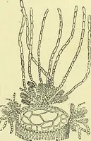 An illustration from The microscope : its history, construction, and application, being a familiar introduction to the use of the instrument, and the study of microscopical science / by Jabez Hogg ; with upwards of five hundred engravings, and coloured illustrations by Tuffen West. (1883)