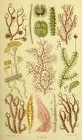 An illustration from The microscope : its history, construction, and application, being a familiar introduction to the use of the instrument, and the study of microscopical science / by Jabez Hogg ; with upwards of five hundred engravings, and coloured illustrations by Tuffen West. (1883)
