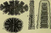 An illustration from The microscope : its history, construction, and application, being a familiar introduction to the use of the instrument, and the study of microscopical science / by Jabez Hogg ; with upwards of five hundred engravings, and coloured illustrations by Tuffen West. (1883)