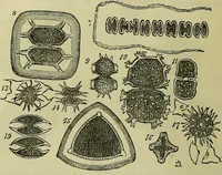 An illustration from The microscope : its history, construction, and application, being a familiar introduction to the use of the instrument, and the study of microscopical science / by Jabez Hogg ; with upwards of five hundred engravings, and coloured illustrations by Tuffen West. (1883)