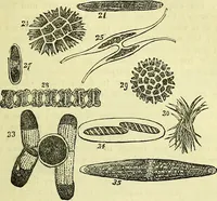 An illustration from The microscope : its history, construction, and application, being a familiar introduction to the use of the instrument, and the study of microscopical science / by Jabez Hogg ; with upwards of five hundred engravings, and coloured illustrations by Tuffen West. (1883)