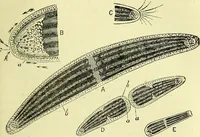 An illustration from The microscope : its history, construction, and application, being a familiar introduction to the use of the instrument, and the study of microscopical science / by Jabez Hogg ; with upwards of five hundred engravings, and coloured illustrations by Tuffen West. (1883)