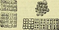 An illustration from The microscope : its history, construction, and application, being a familiar introduction to the use of the instrument, and the study of microscopical science / by Jabez Hogg ; with upwards of five hundred engravings, and coloured illustrations by Tuffen West. (1883)