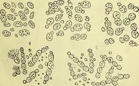 An illustration from The microscope : its history, construction, and application, being a familiar introduction to the use of the instrument, and the study of microscopical science / by Jabez Hogg ; with upwards of five hundred engravings, and coloured illustrations by Tuffen West. (1883)